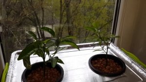 Бананы и лимоны на гидропонике 2019г.