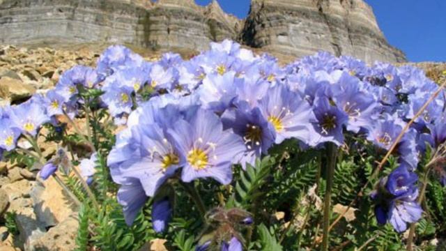 Синюха голубая - растение для влажного сада смотреть онлайн