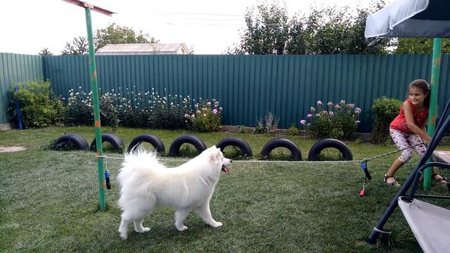 Самоед прыгает смотреть онлайн