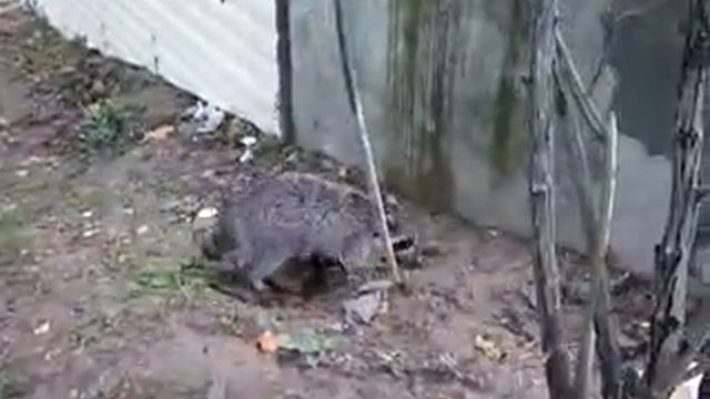 2013 ОЛЬГИНКА Енотики смотреть онлайн