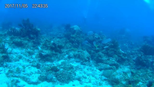 Lionfish in María La Gorda смотреть онлайн