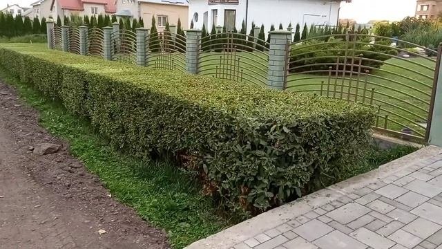 Изгородь из вербы