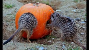 С каждым днем я все больше люблю тишину