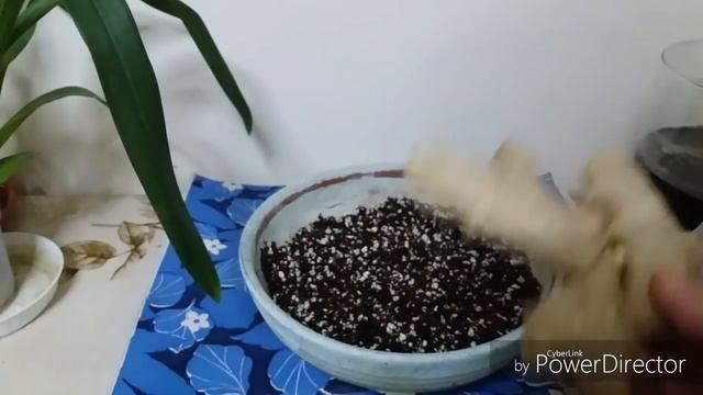 Как вырастить имбирь дома