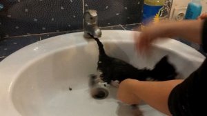 Котенок застрял в липучке от мышей.