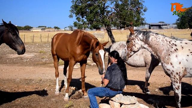 Игра на флейте - ритм, мелодия очень заинтересовали лошадей смотреть онлайн