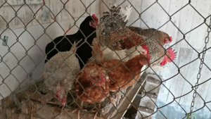 Как избавится от аммиачного запаха в курятнике? Есть хороший и дешёвый способ.