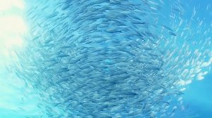 Нёвиллет быстрый гайд |Как играть |Оружие |Артефакты |Советы |Команды/Отряды| Геншин Импакт.