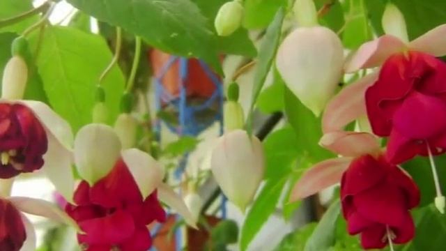 BeautyFlora. Фуксии в цвету летом 2014г. Часть 1 смотреть онлайн