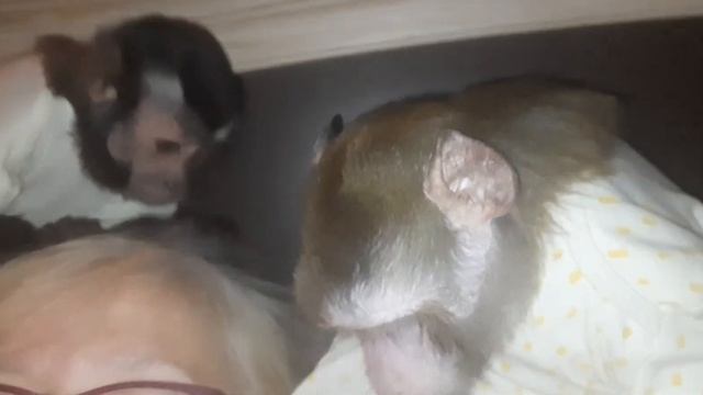 Пример для подражания, самые воспитанные обезьянки #monkey #обезьяна #дикиеживотные