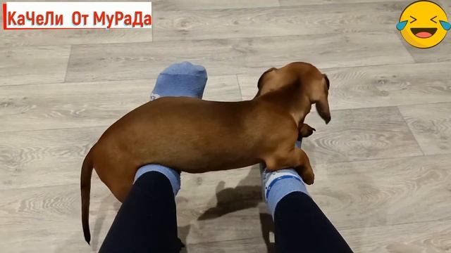 #СОБАКА БАРАБАКА? СМЕЙСЯ ДО БОЛИ В ЖИВОТЕ смотреть онлайн