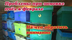 ЗИМОВКА ПЧЁЛ В ФЕВРАЛЕ, ПЧЕЛОВОД СДЕЛАЙ ЭТО И БУДЬ СПОКОЕН ДО ВЫСТАВКИ ПЧЁЛ В МАРТЕ.