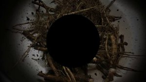 Корни одуванчика