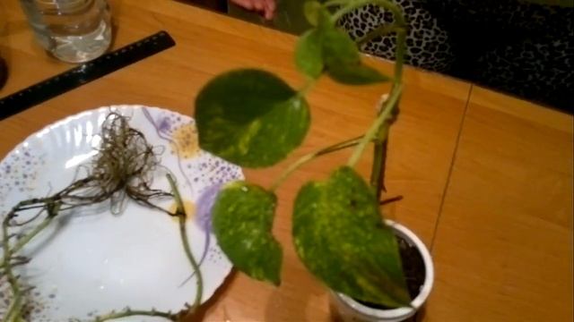 Идеальное комнатное растение - Сциндапсус Золотистый Golden Scindapsus. Уход и размножение. смотреть онлайн