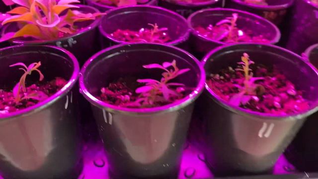 Стеллаж для рассады смотреть онлайн