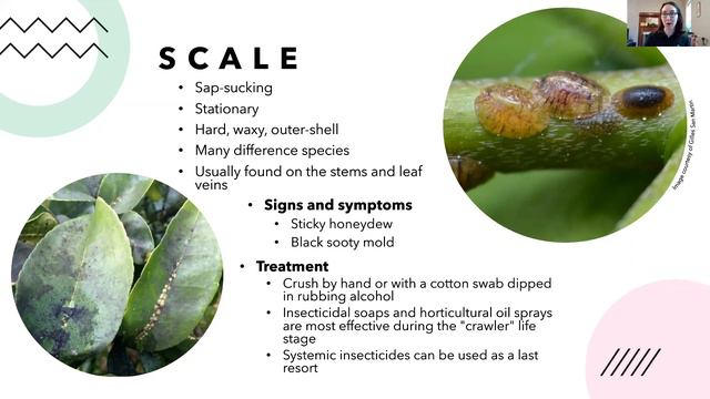 Indoor Gardening How to Get the Most Out of Your Houseplants Justine Kandra смотреть онлайн