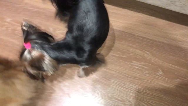 Прогулка, стрижка йорков в домашних условиях смотреть онлайн