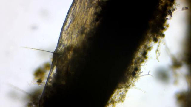 Малощетинковый червь смотреть онлайн