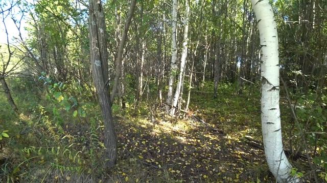 С братом Маратом по грибы.6 сент 2023 смотреть онлайн