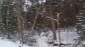 ОХОТА НА ЗАЙЦА С ФИНСКОЙ ГОНЧЕЙ