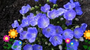 Колокольчик карпатский Pearl Deep Blue. Краткий обзор, описание характеристик, где купить саженцы