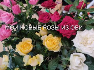 РОЗЫ ИЗ ОБИ. Пополнение моей коллекции новыми бордюрными и флорибунда розами.