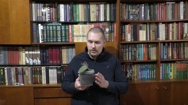 Опунция каманчская. Зимостойкий кактус для Средней полосы России. смотреть онлайн