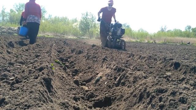 Рядковая посадка картофеля мотоблоком. #Огород#Картофель#Мотоблок#