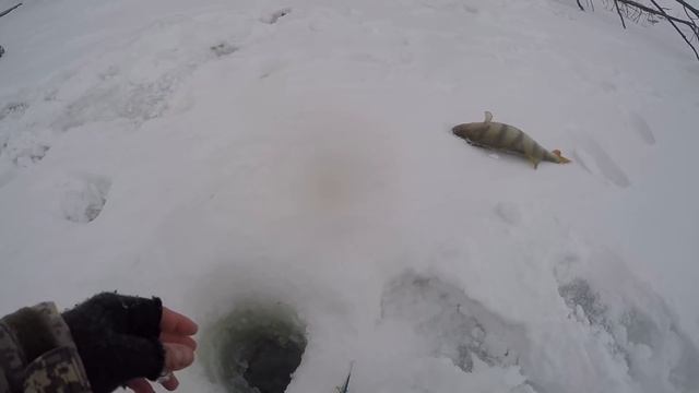 ВОТ ЭТО МЫ ПОПАЛИ! Крупный судак, окунь,щука в корягах! Так я еще НЕ ЛОВИЛ!ТРОФЕЙ ЗА ТРОФЕЕМ!!! смотреть онлайн