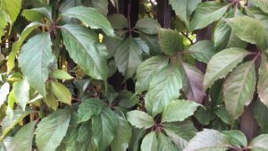 Девичий Виноград ( Польза , Мифы ) Великолепная Лиана