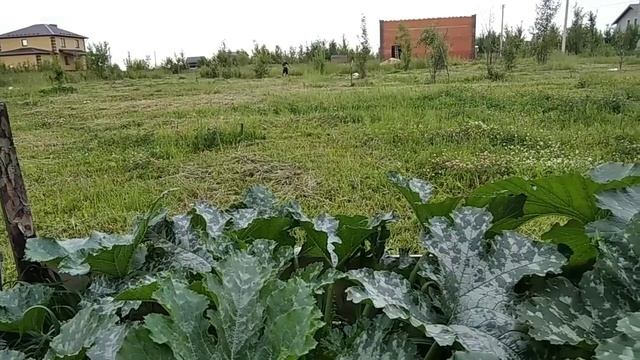 Любимое блюдо мужа!Огород под окном.Сенокос и земляника. смотреть онлайн