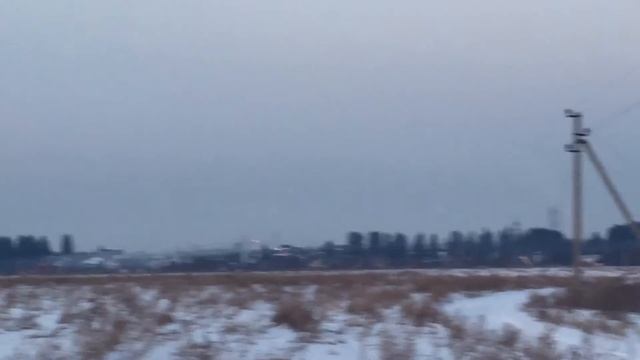 Ястребиная сова, зима.