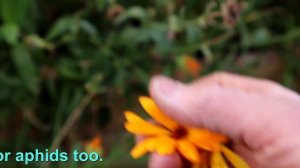 Growing mass flowers to control pests. Greenhouse Food Production