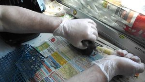 «Пискун» 2. Кормление птенца голубя со шприца с соской...