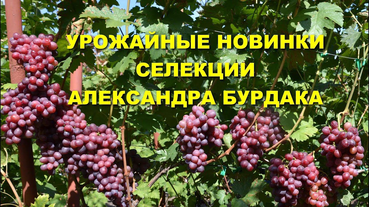 Урожайные новинки селекции А. Бурдака Арагорн и Стефани смотреть онлайн