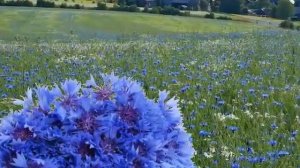 Васильковая родная сторона Муз В Журбинской,ст А.Тесаровой, аранж Р Омельяненко, поёт Г Погорельская