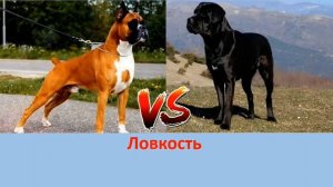 НЕМЕЦКИЙ БОКСЕР ПРОТИВ КАНЕ КОРСО