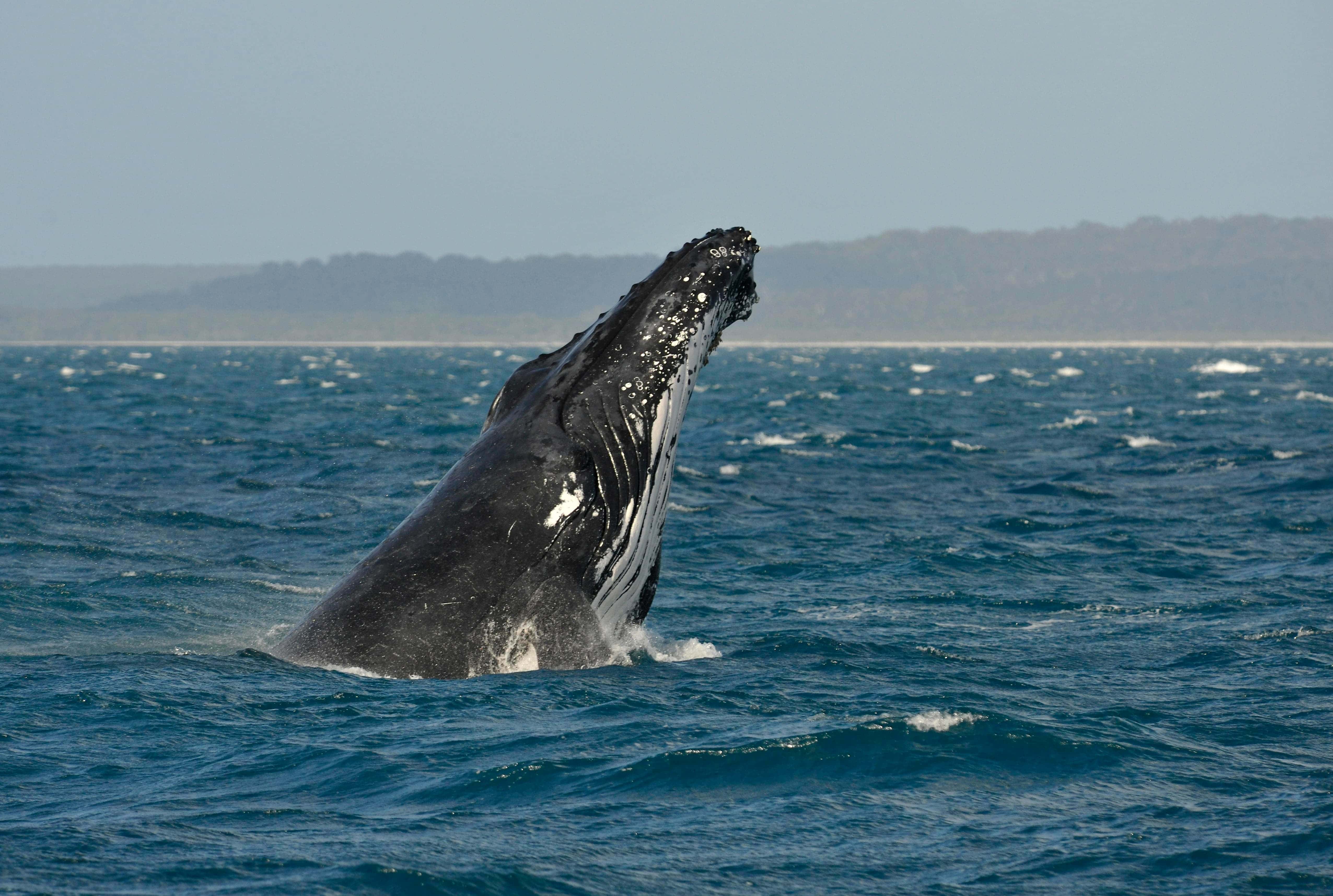 В США кит неожиданно выпрыгнул воды прямо перед рыбаками