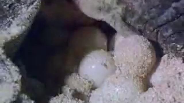 Зеленая (суповая) черепаха смотреть онлайн