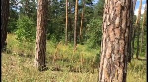 ЧАБРЕЦ (ТИМЬЯН) - полезная и ароматная приправа из лесу. Thymus