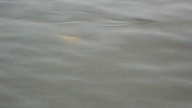 Уловистый воблер DSCN3808 смотреть онлайн