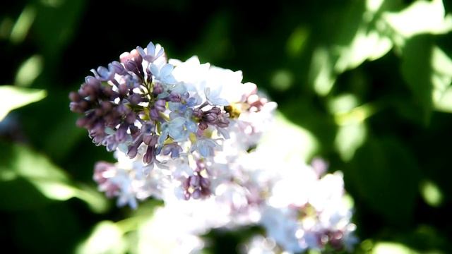 Весенние цветение смотреть онлайн