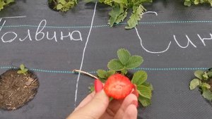 Синсерелли. Земляника садовая крупноплодная.