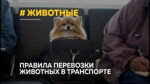Как правильно перевозить животных в транспорте?