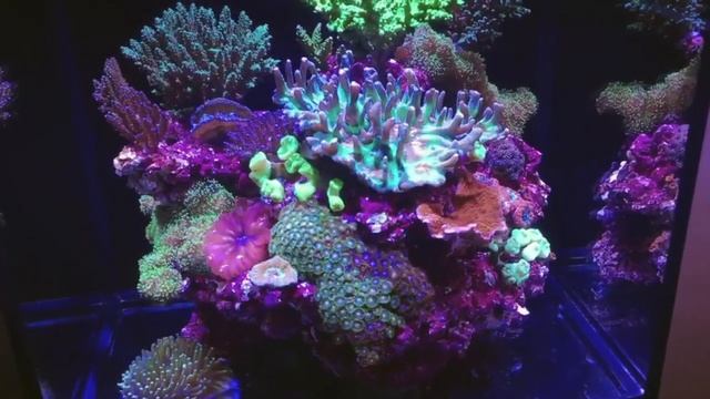 ADG (США) - короли аквадизайна и акваскейпинга, 5-я серия смотреть онлайн