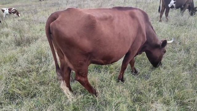 САМОЕ ВЫГОДНОЕ ЖИВОТНОЕ В СЕЛЬСКОМ ХОЗЯЙСТВЕ. КАКОЕ ЖИВОТНОЕ ЛУЧШЕ ВСЕГО СОДЕРЖАТЬ.МОЙ ОПЫТ... смотреть онлайн