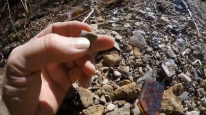 Searching for Fossils, Ptychodus and Shark Teeth with Arrowhead Bonus