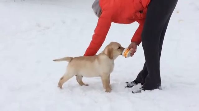 красный смотреть онлайн