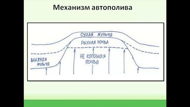 Семинар: Выращивание картофеля, в том числе картофеля под соломой.