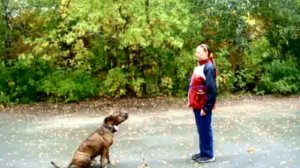 ДРЕССИРОВКА СОБАК С ПОМОЩЬЮ КЛИКЕРА (стафф Ильхан))